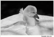 43. Caring - Swan with Cygnet